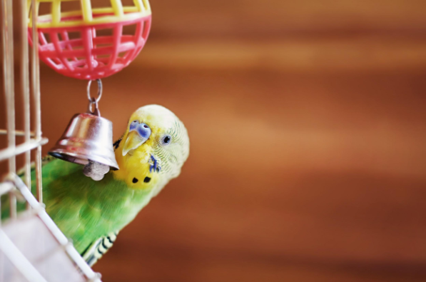 a parakeet playing with a bell attached to a ball